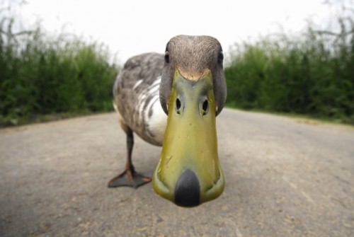 hornoxe.com_picdump141_030