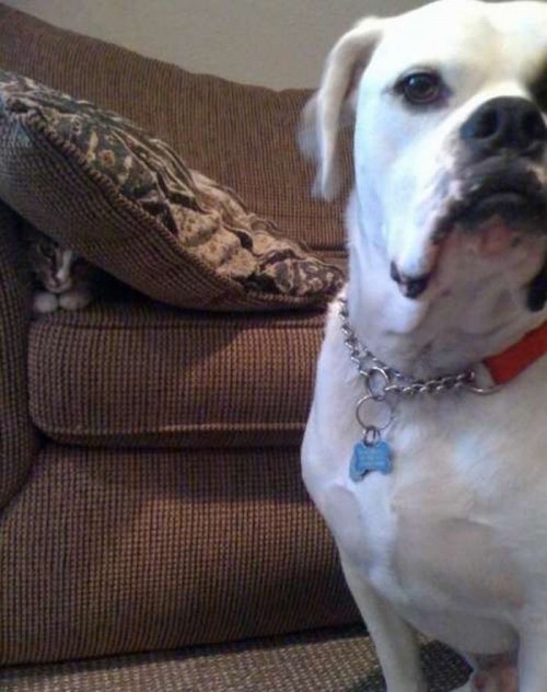 hornoxe.com_picdump141_049