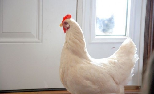 hornoxe.com_picdump141_105