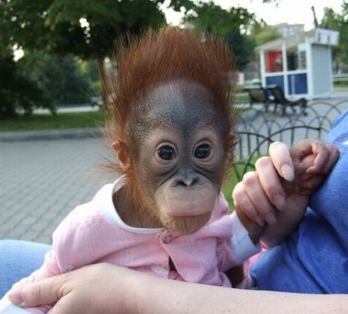 hornoxe.com_picdump142_011