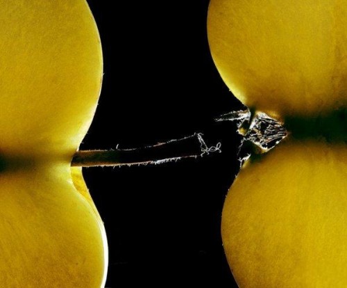 hornoxe.com_picdump144_019