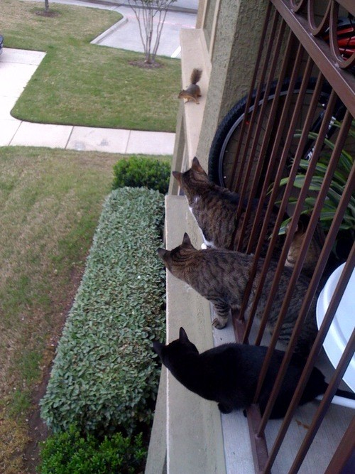 hornoxe.com_picdump144_043