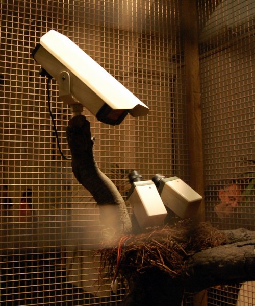 hornoxe.com_picdump144_107