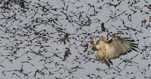 hornoxecom_picdump144_140