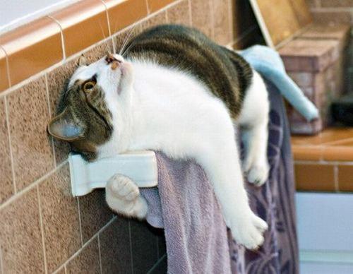 hornoxe.com_picdump147_028