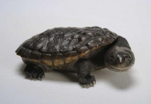 hornoxe.com_picdump147_044