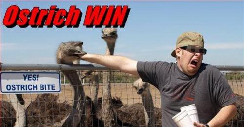 hornoxe.com_picdump147_075