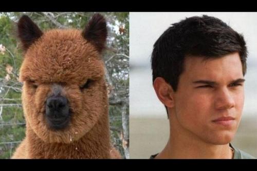 hornoxe.com_picdump147_077