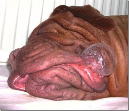 hornoxe.com_picdump147_113