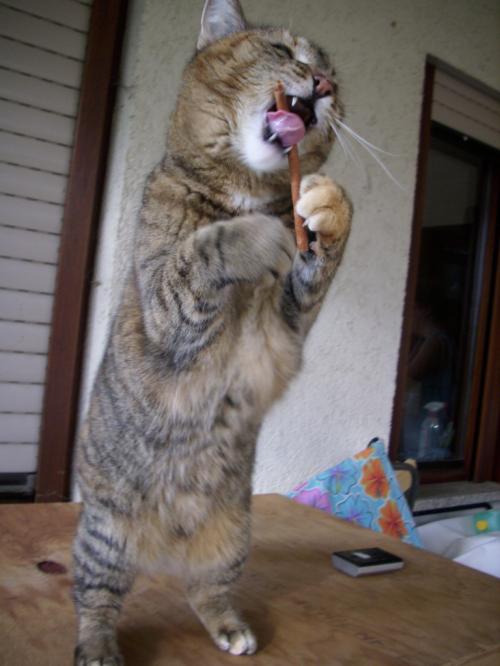 hornoxe.com_picdump147_142