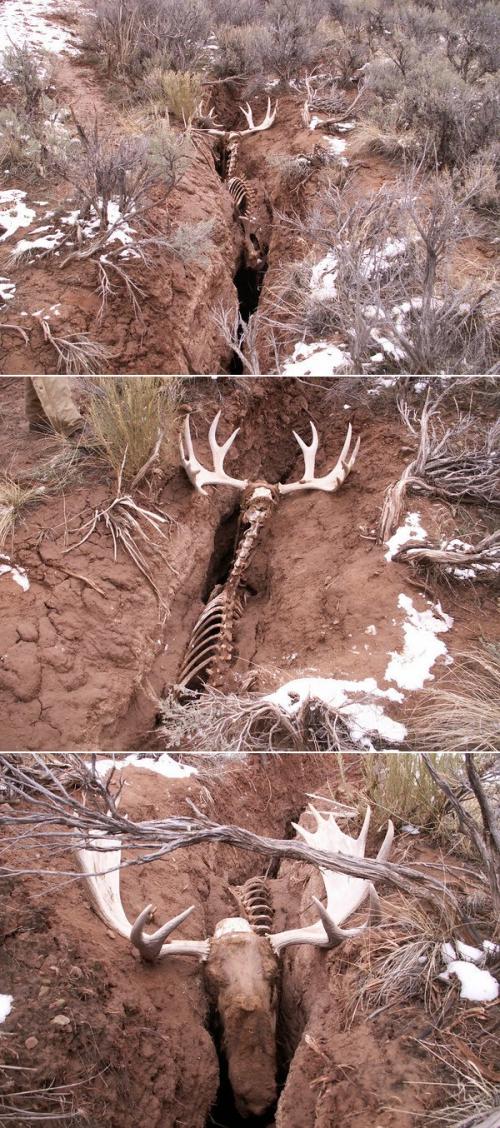 hornoxe.com_picdump148_011