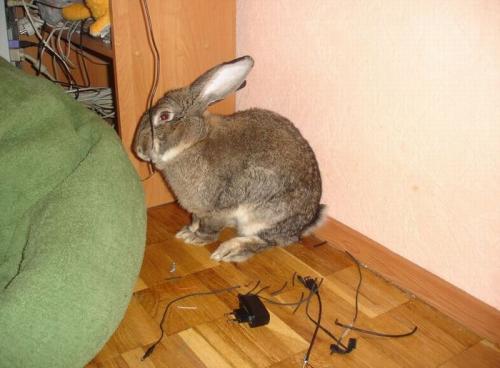 hornoxe.com_picdump148_022