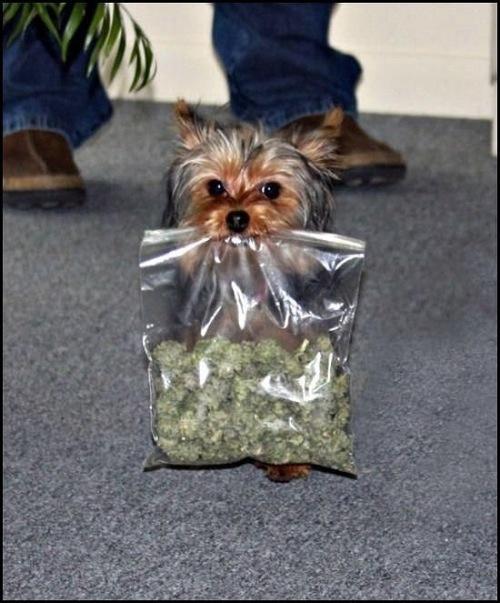 hornoxe.com_picdump148_083