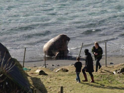 hornoxe.com_picdump148_088