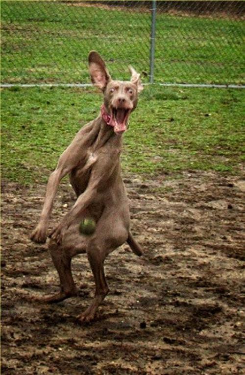 hornoxe.com_picdump148_110