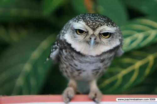 hornoxe.com_picdump149_10