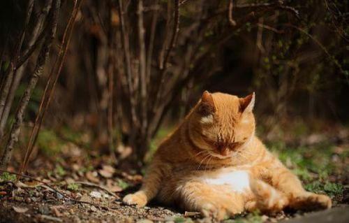 hornoxe.com_picdump149_56