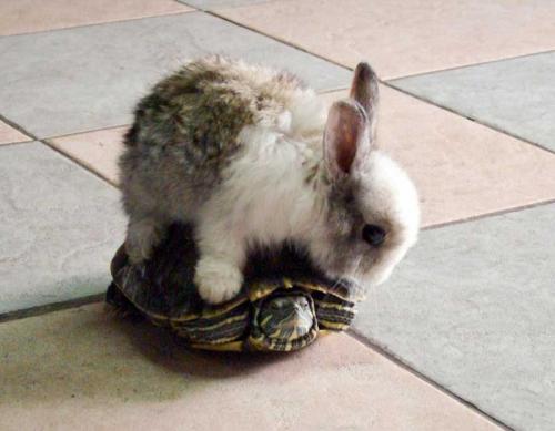 hornoxe.com_picdump149_84