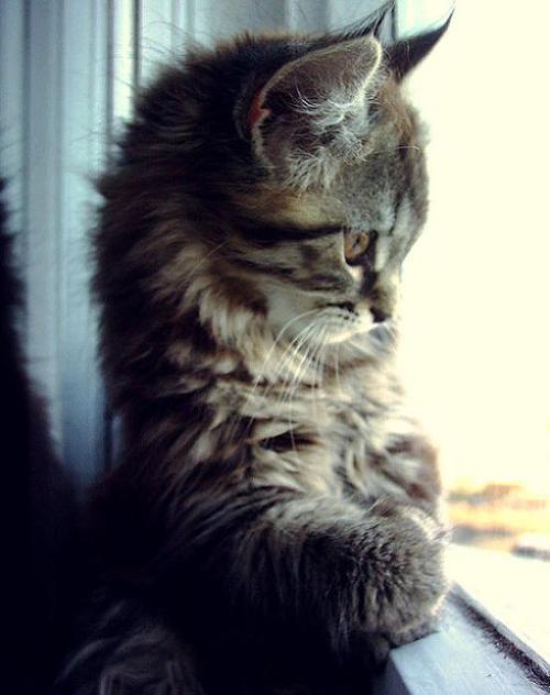 hornoxe.com_picdump150_004