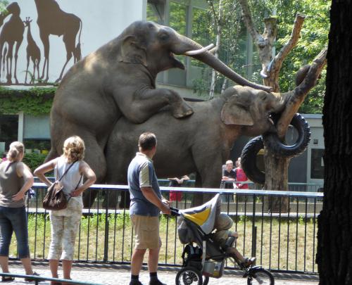 hornoxe.com_picdump150_024