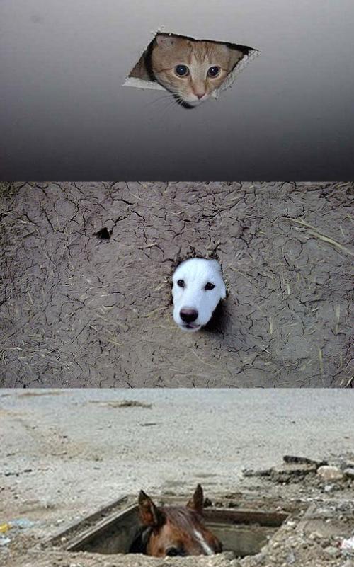 hornoxe.com_picdump150_081