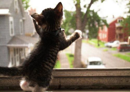 hornoxe.com_picdump150_094