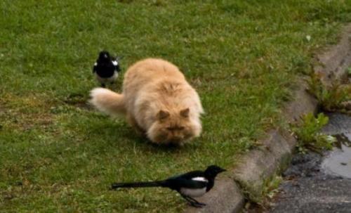 hornoxe.com_picdump151_086