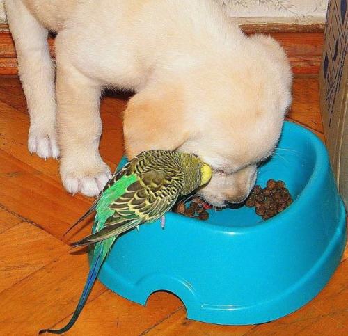 hornoxe.com_picdump151_152