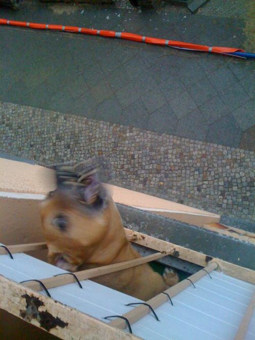 hornoxe.com_picdump151_172