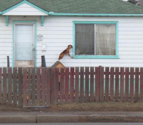 hornoxe.com_picdump153_003