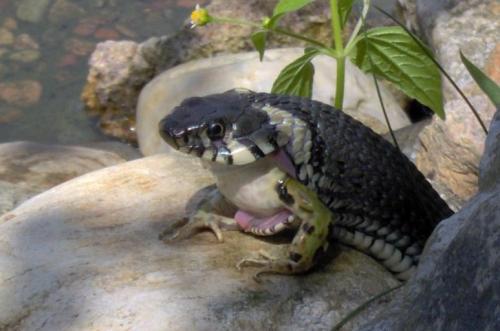 hornoxe.com_picdump153_124