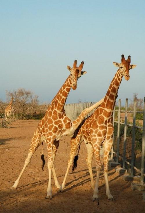 hornoxe.com_picdump159_048