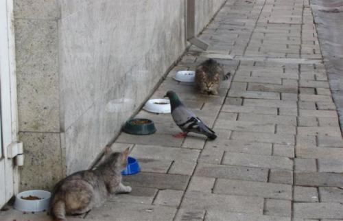 hornoxe.com_picdump159_093