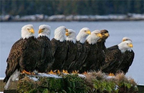 hornoxe.com_picdump160_103