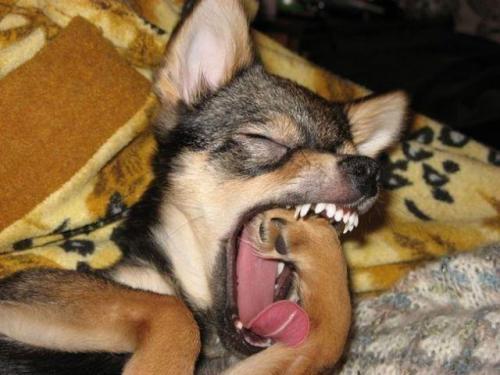 hornoxe.com_picdump160_134