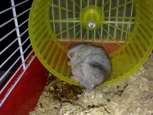 hornoxe.com_picdump161_042