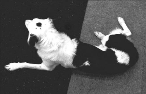 hornoxe.com_picdump161_061