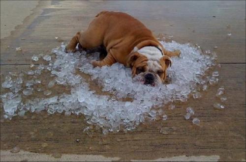 hornoxe.com_picdump161_066