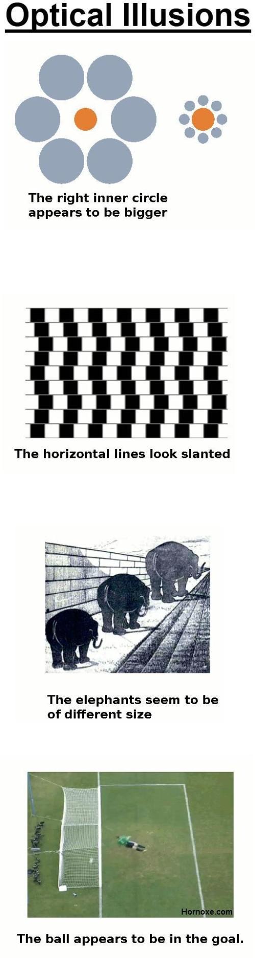 hornoxe.com_picdump161_101