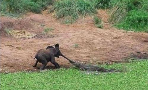 hornoxe.com_picdump162_013