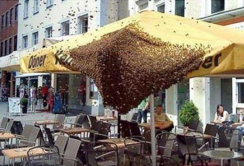 hornoxe.com_picdump162_024