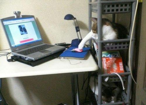 hornoxe.com_picdump162_049