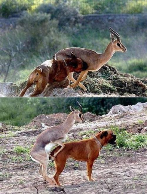 hornoxe.com_picdump162_089