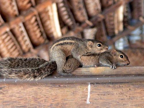 hornoxe.com_picdump162_094