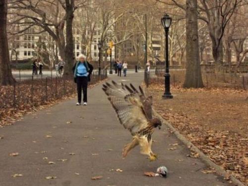 hornoxe.com_picdump162_104