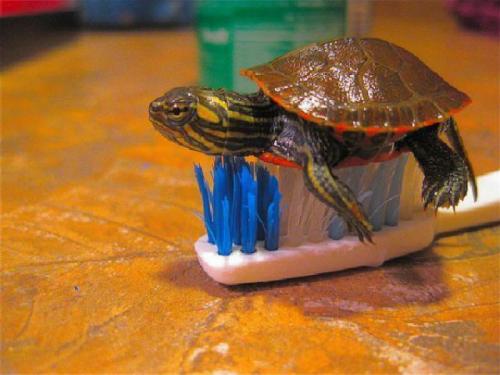 hornoxe.com_picdump162_106