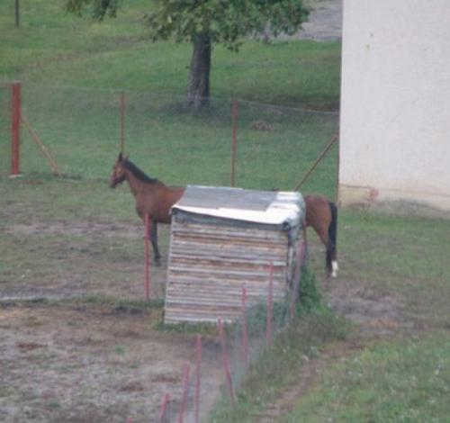 hornoxe.com_picdump163_086