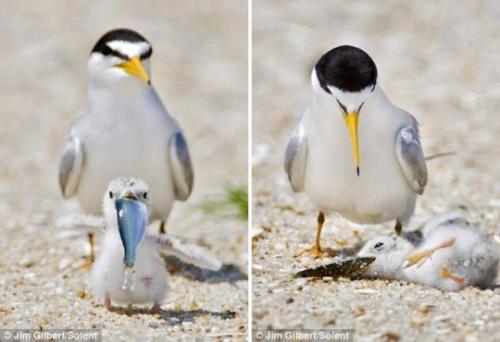 hornoxe.com_picdump164_008