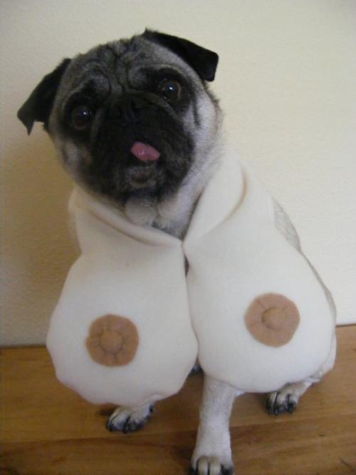 hornoxe.com_picdump164_012