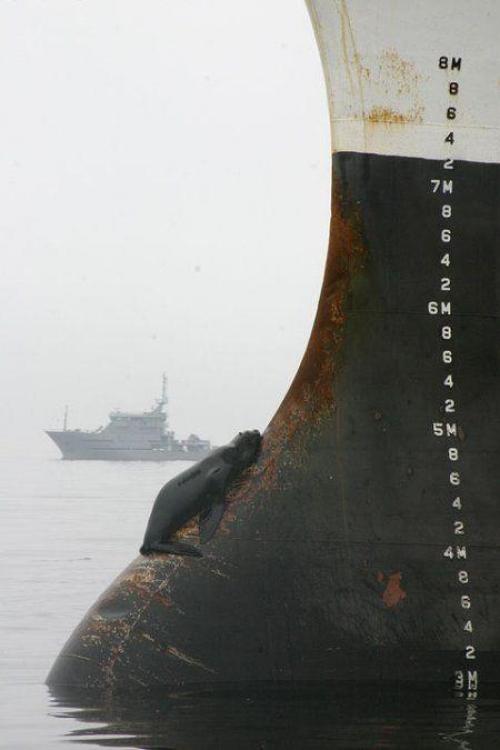 hornoxe.com_picdump164_055